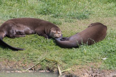 Water Edge Brown Fur, Grassy Bank ve Natural Light Stillness Susamurları Dinleniyor