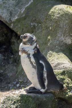 Hayvanat bahçesinde bir penguen