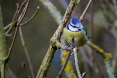 Blue Tit on Mossy Branch  Yellow Plumage, Blue Cap, and Woodland Blur in Natural Light
