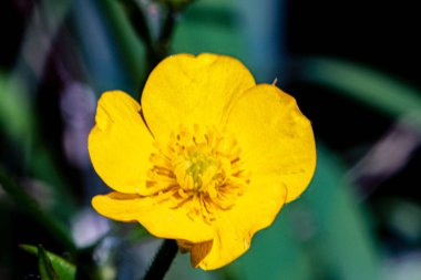 Bulanık arkaplanı olan sarı çiçeğe yakın plan.