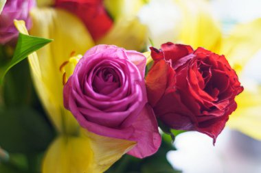 Güzel kırmızı güller buketi