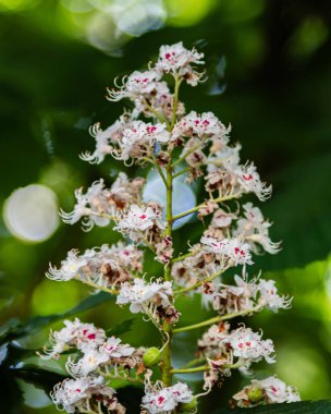 Yeşil arka planda beyaz çiçekler