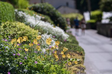 Bahçedeki güzel çiçekler
