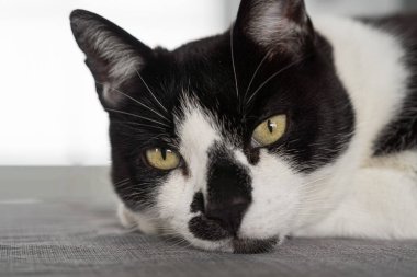 siyah ve beyaz kedi kanepede yatan