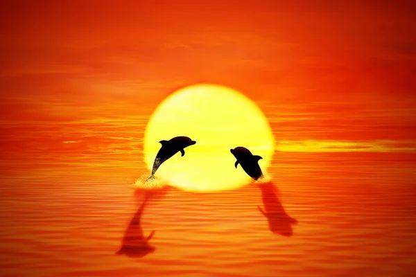 Dolphin Sunset Jump — Stockfoto