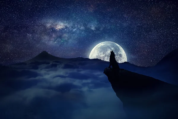 Lupo solitario chiaro di luna — Foto Stock
