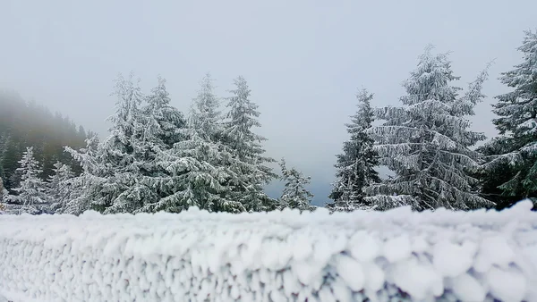 Abeto nevado de invierno — Foto de Stock