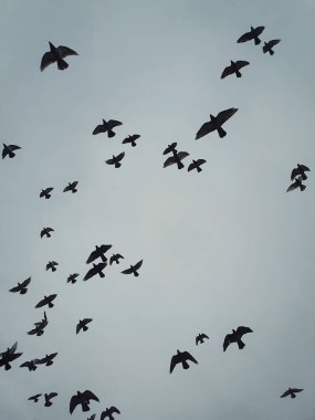 Göçmen kuş sürüsü bulutlu sonbahar gökyüzü arka planına doğru uçuyor. Kuş siluetleri, doğal yaşam. Sonbahar sezonu sahnesi