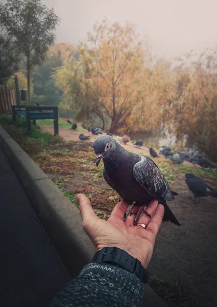 Aus Nächster Nähe Hält Ein Männchen Eine Einzige Verwilderte Taube — Stockfoto