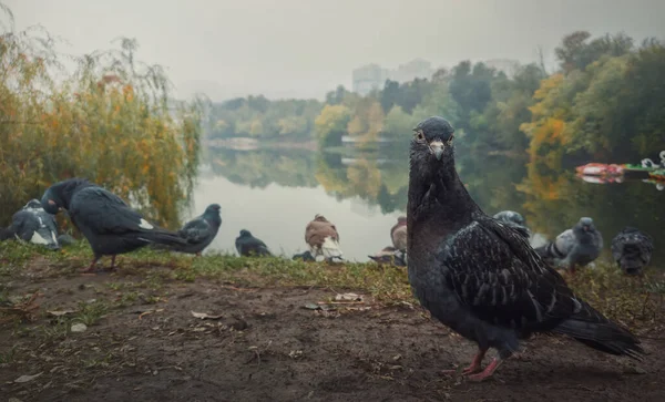 Close Portret Van Een Enkele Duif Grond Het Herfstpark Nieuwsgierige — Stockfoto