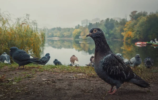 Närbild Porträtt Enda Duva Marken Höstparken Nyfiken Fågel Ser Uppmärksam — Stockfoto