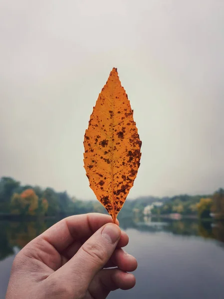 人的手在雾蒙蒙的公园背景下握住一片落下来的黄叶 喜欢秋天的心情概念 生活方式背景 五彩缤纷的落树在平静的日子里倒映在湖水的地平线上 — 图库照片