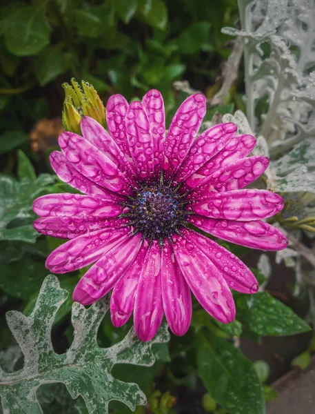 Close up of blooming purple aster with dew drops on the petals. Beautiful autumn flower wet after rain. Natural magenta color blossom in the garden, green leaves background.