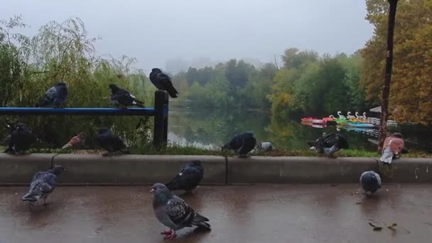 Flock Vilda Duvor Marken Höstparken Vilda Duvfåglar Som Står Tillsammans — Stockvideo