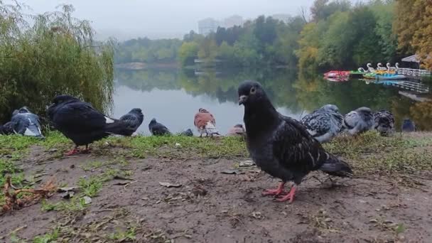 Close Portret Van Een Enkele Duif Grond Het Herfstpark Nieuwsgierige — Stockvideo