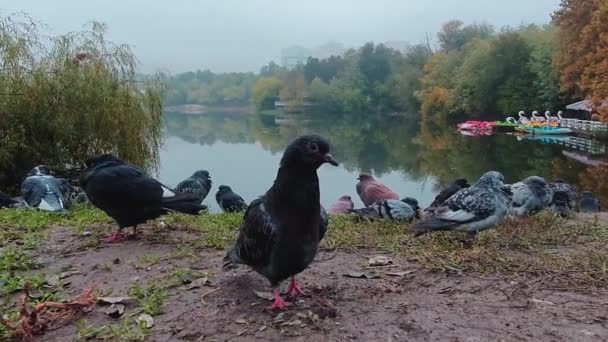 Close Portret Van Een Enkele Duif Grond Het Herfstpark Nieuwsgierige — Stockvideo