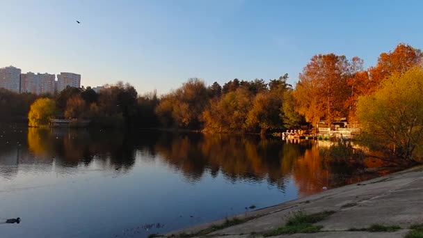 Idyllische Szene Bei Sonnenuntergang Mit Vielen Wildvögeln See Park Schöne — Stockvideo