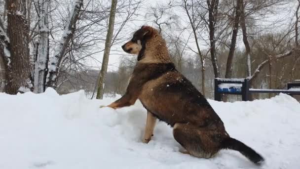 Close Retrato Engraçado Brincalhão Misto Raça Cão Vadio Sentado Fora — Vídeo de Stock