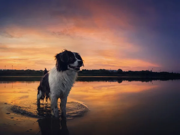 湖を反映して美しい夕日の空 池の水でさわやかな魅力的な犬と屋外の冒険シーン 喜びに満ちたペットは牧歌的な夜の散歩を楽しんでいます 子犬は脇を見て気配り — ストック写真