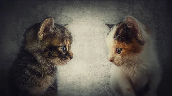 Close Portrait Two Adorable Kitten Standing One Front Another Little — Stock Photo, Image