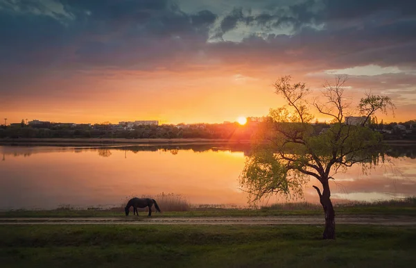 Paisaje Rural Idílico Puesta Sol Primaveral Lago Con Sauce Verde — Foto de Stock