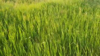 Vahşi bromus madritensis çiçekleri, tilki kuyruklu brome bitkileri, pitoresk bir yaz çayırında. Rüzgarda sallanan farklı yeşillendirici otlar. Idyllic kırsal doğa manzarası, yeşil bahar tarlası. Kırsal çayırlar