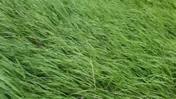 風の中で野生の緑の草の揺れを閉じます 絵のように美しい夏の牧草地に緑の植物 異なるハーブや植生 牧歌的な田園地帯 自然の背景 田舎の草原 — ストック動画