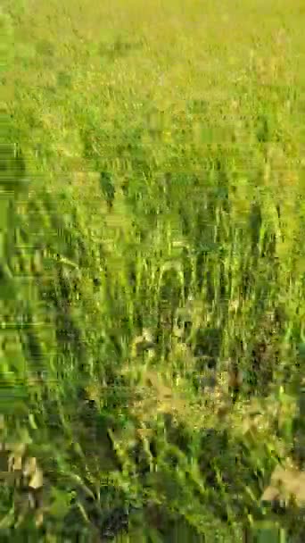 Brome Sauvage Madritensis Fleurs Plantes Brome Queue Renard Dans Une — Video