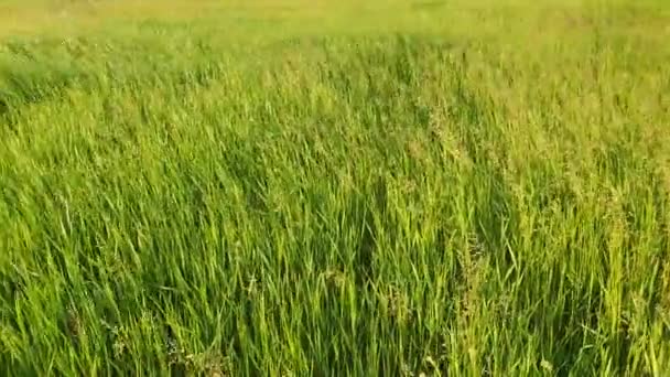 Blühender Wilder Bromus Madritensis Fuchsschwanzbrompflanzen Auf Einer Malerischen Sommerwiese Verschiedene — Stockvideo