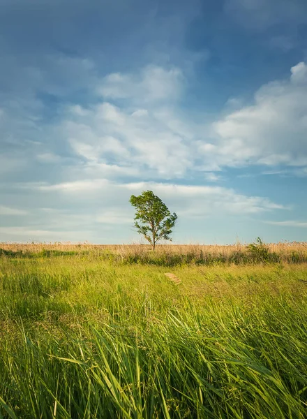 Schilderachtige Zomerlandschap Met Een Eenzame Boom Het Veld Omgeven Door — Stockfoto