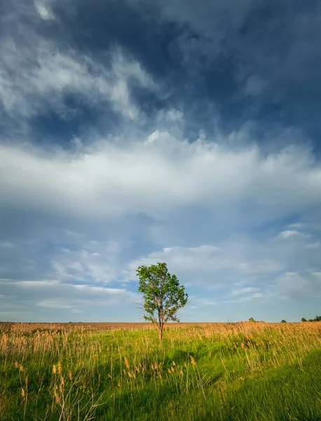 Schilderachtig Zomerlandschap Met Een Eenzame Boom Weide Omgeven Door Riet — Stockfoto