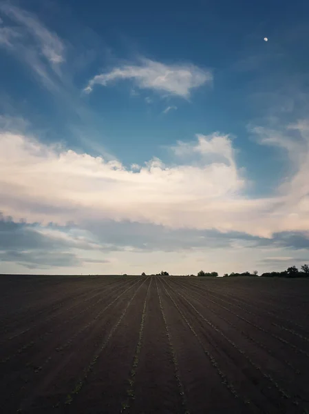 Solrosfrön Fröplanta Växer Över Bördig Jordbruksmark Nedanför Lugn Himmel Vertikal — Stockfoto