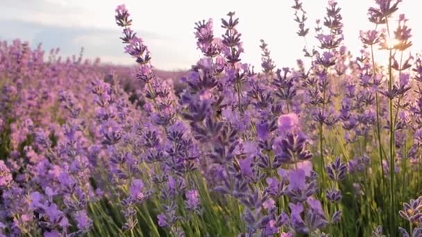 Närbild Flitig Humla Samla Pollen Blommande Lavendel Fält Honungsbin Pollinerar — Stockvideo