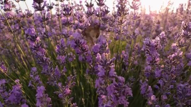 在盛开的薰衣草地里近距离观察蝴蝶 黄昏时分 小飞蛾在美丽的紫色花朵间飞翔 草地上芬芳的黄花植物 — 图库视频影像