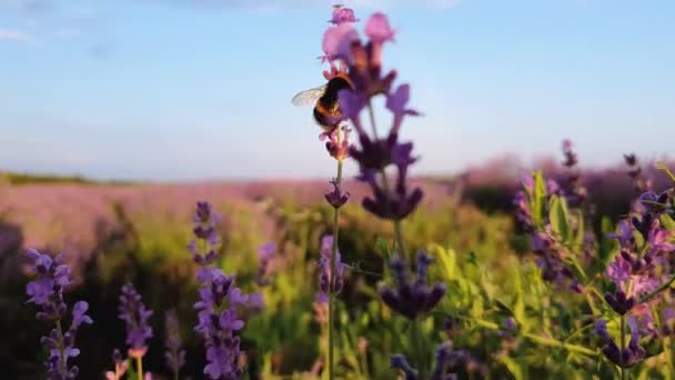 Vista Cercana Abejorros Diligentes Recolectando Polen Campo Lavanda Floreciente Miel — Vídeos de Stock