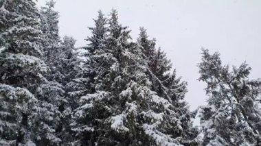 Bir köknar ormanının yanında kış kar yağışlı sahneler. Beyaz karla kaplı uzun ağaçlar.