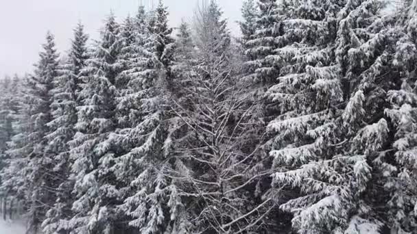 Winter Sneeuw Valt Scène Naast Een Dennenbos Hoge Bomen Bedekt — Stockvideo