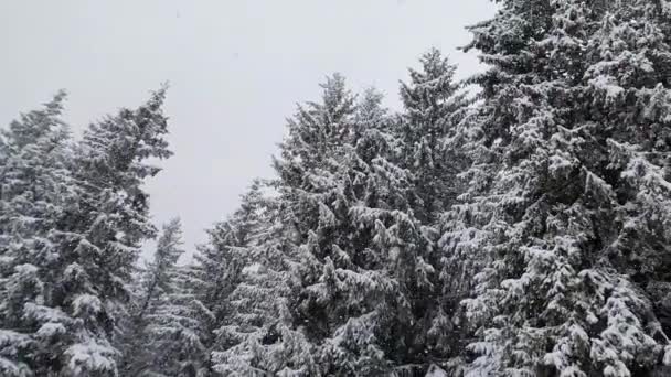Inverno Neve Caindo Cena Lado Uma Floresta Abetos Árvores Altas — Vídeo de Stock
