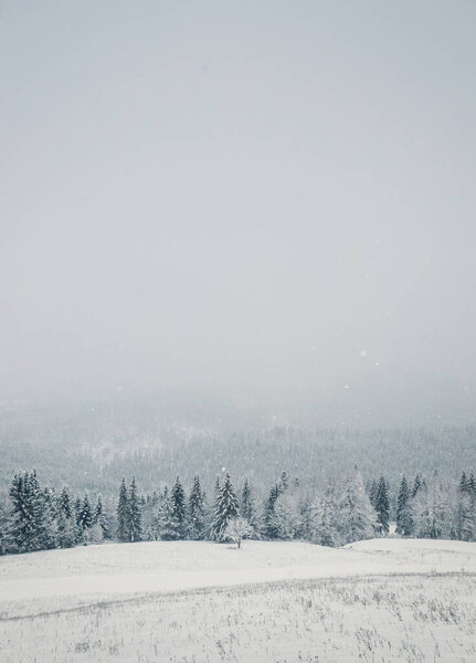 Wonderful winter scene with snow falling. Bukovel ski resort in Ukrainian Carpathians. Snowy forest on the mountain hills. Foggy white woodland view, idyllic snowfall scene