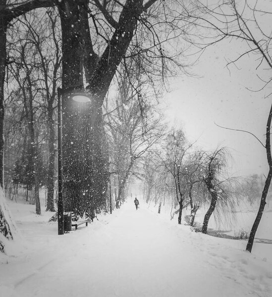 Black and white winter scene with a lone person walking in a blizzard along trees alley in the snowy park. Wanderer silhouette on a pathway in a silent, snowing evening. Dramatic snowfall atmosphere