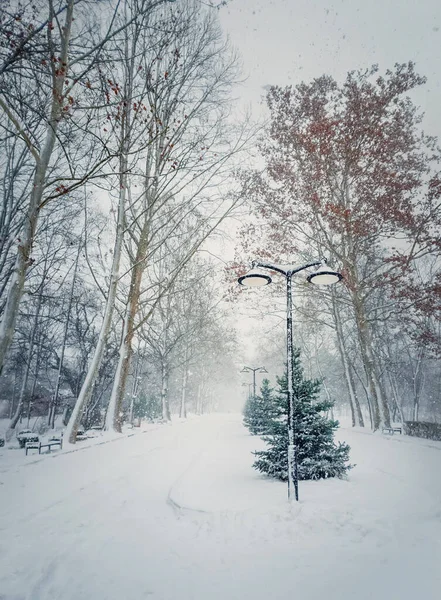Zimny Śnieżny Zimowy Poranek Parku Wieloma Płatkami Śniegu Spadającymi Nieba — Zdjęcie stockowe