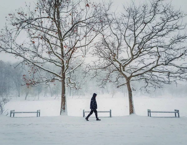 Samotna Osoba Spacerująca Parku Chłodny Śnieżny Zimowy Dzień Sezonowa Zamieć — Zdjęcie stockowe