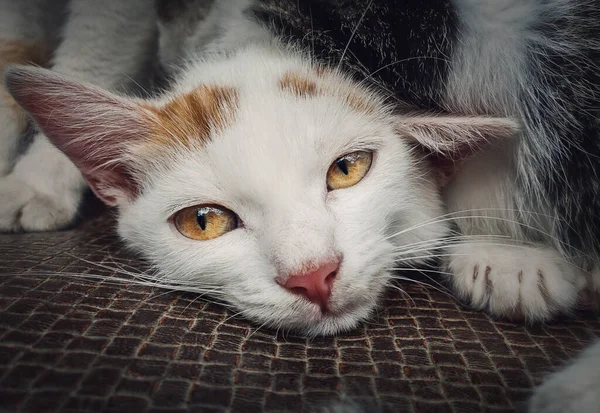 Terk Edilmiş Beyaz Renkli Yavru Kedinin Fevkalade Düşünceli Sarı Gözleriyle — Stok fotoğraf