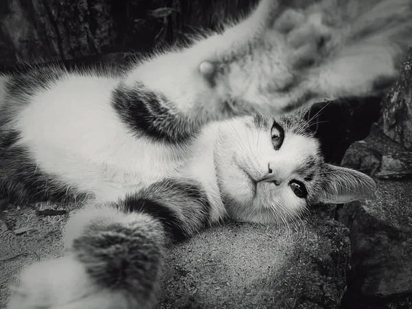 Petit Chat Drôle Jouant Avec Caméra Gros Plan Portrait Noir — Photo