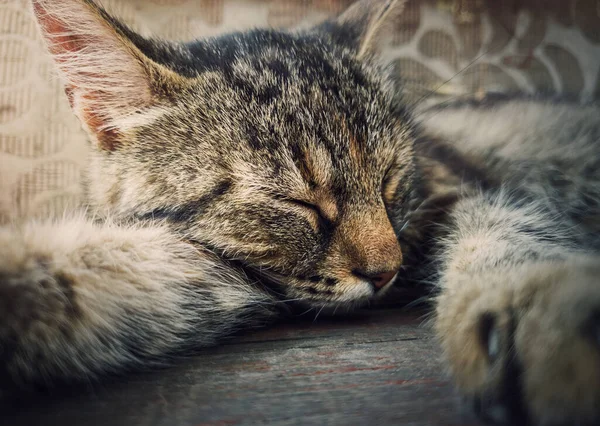 Uyuyan Kedi Portresi Şirin Kahverengi Çizgili Kedicik Biraz Kestir Güzel — Stok fotoğraf