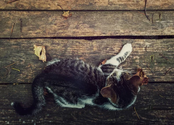 Vue Haut Vers Bas Chat Couché Sur Une Table Rustique — Photo