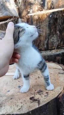 Usta el, erkek kedi arkadaşını okşuyor. Kedi ve insan arkadaşlığı kavramı. Komik, oyuncu kedi yavrusu sahibiyle oynarken heyecanlanıyor. Sevimli evcil hayvanını okşayan biri.