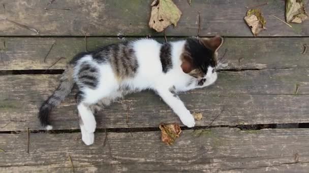 Κάτοψη Μιας Γάτας Ξαπλωμένης Ένα Ρουστίκ Ξύλινο Τραπέζι Που Περιβάλλεται — Αρχείο Βίντεο