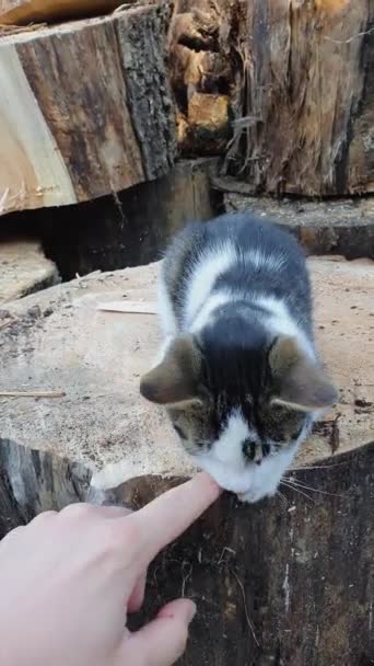 Meister Streichelt Seinen Kater Freund Katz Und Mensch Freundschaft Lustiges — Stockvideo