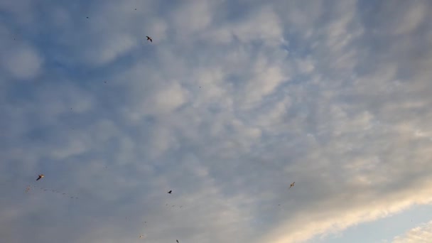 Zwermen Van Verschillende Vogels Vliegen Lucht Boven Lucht Wolken Achtergrond — Stockvideo